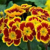 Primel 'Indian Tiger' F1