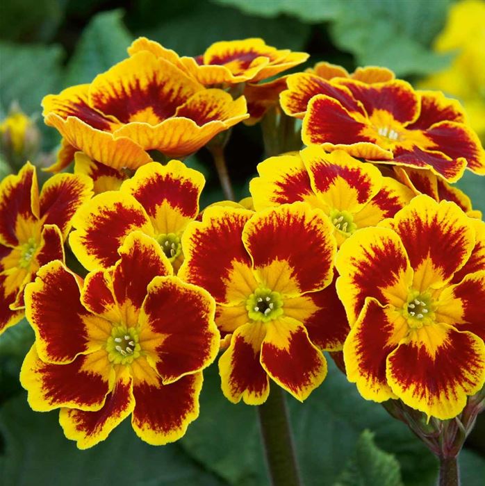 Primel 'Indian Tiger' F1