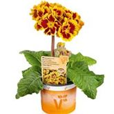 Primel 'Indian Tiger' F1