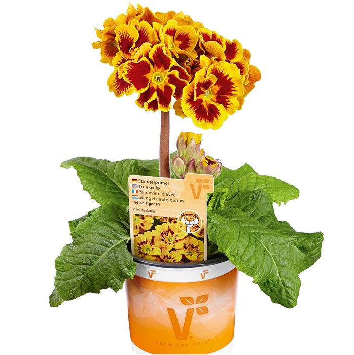 Primel 'Indian Tiger' F1