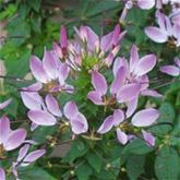 Sommerblumen 'Blütenträume Weiß Mischung'