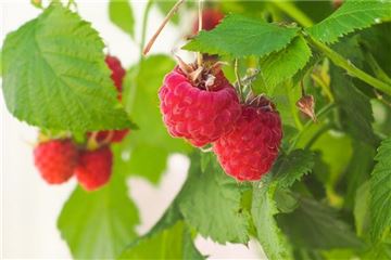 Zuckersüß & rosarot: Himbeeren pflanzen, pflegen & ernten