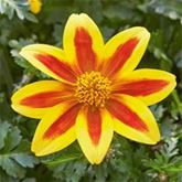 Bidens 'Taka Tuka® M Yellow Red Star'