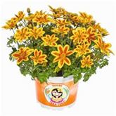 Bidens 'Taka Tuka® M Yellow Red Star'