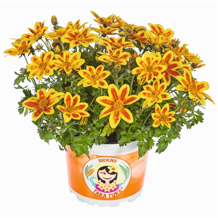 Bidens 'Taka Tuka® M Yellow Red Star'