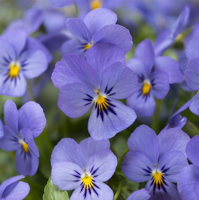 Mini-Winterveilchen 'Ice Babies® Sky Blue' F1