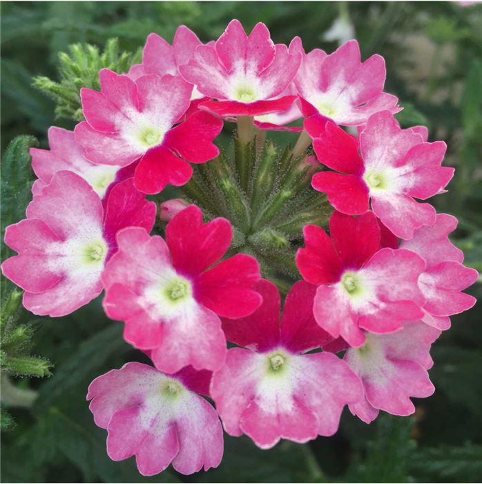 Verbene Samira® 'Cherry Wing'