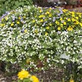 Trio Collection 'Checkies® Vaticano'