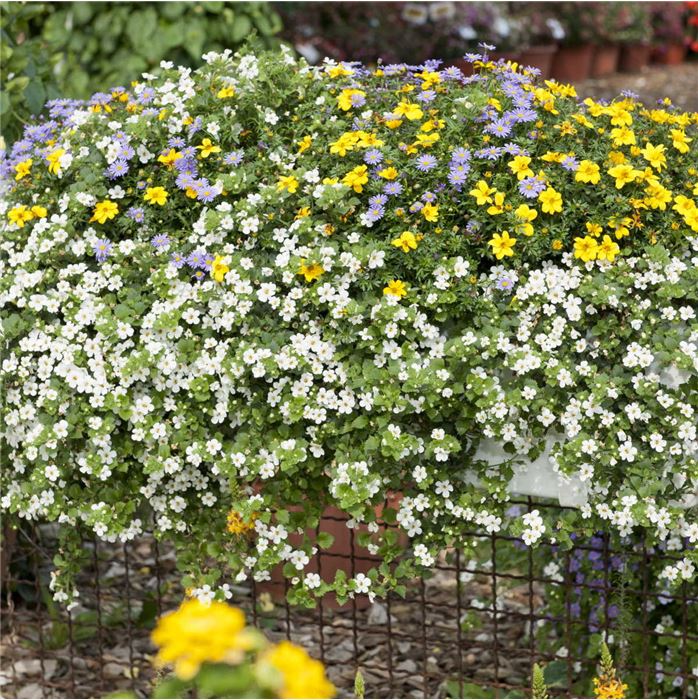 Trio Collection 'Checkies® Vaticano'