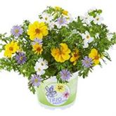 Trio Collection 'Checkies® Vaticano'