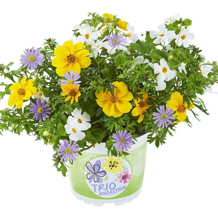 Trio Collection 'Checkies® Vaticano'