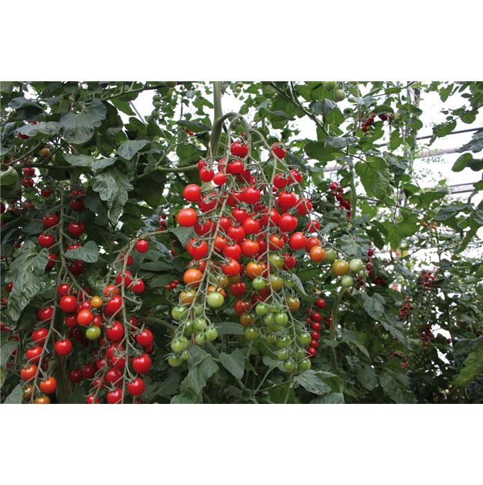 Cherrytomate 'Bartelly' F1