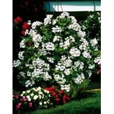 Gefüllte Hänge-Geranie 'Grandeur® Ivy White'