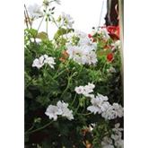 Gefüllte Hänge-Geranie 'Grandeur® Ivy White'