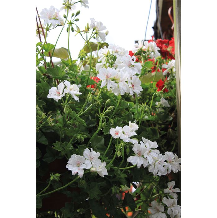 Gefüllte Hänge-Geranie 'Grandeur® Ivy White'