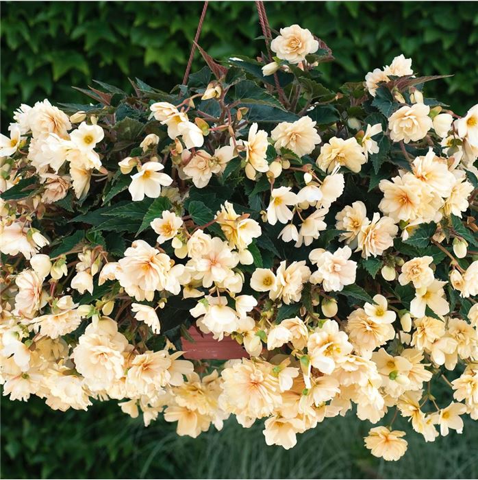 Hängebegonie 'Belina Creme Colours'