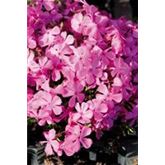 Polsterphlox 'Drummond Pink'