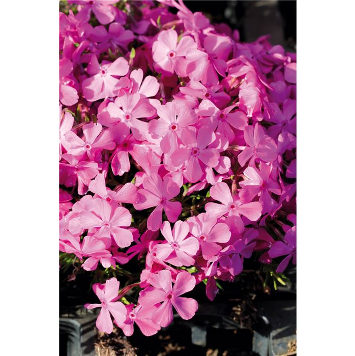 Polsterphlox 'Drummond Pink'