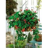 Erdbeere 'Camara' F1