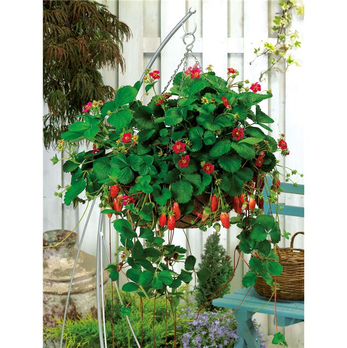 Erdbeere 'Camara' F1