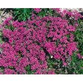 Polsterphlox 'Drummond Pink'