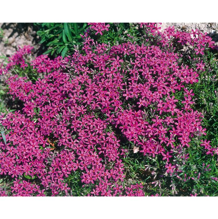 Polsterphlox 'Drummond Pink'