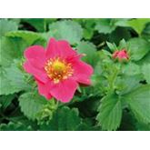 Erdbeere 'Camara' F1