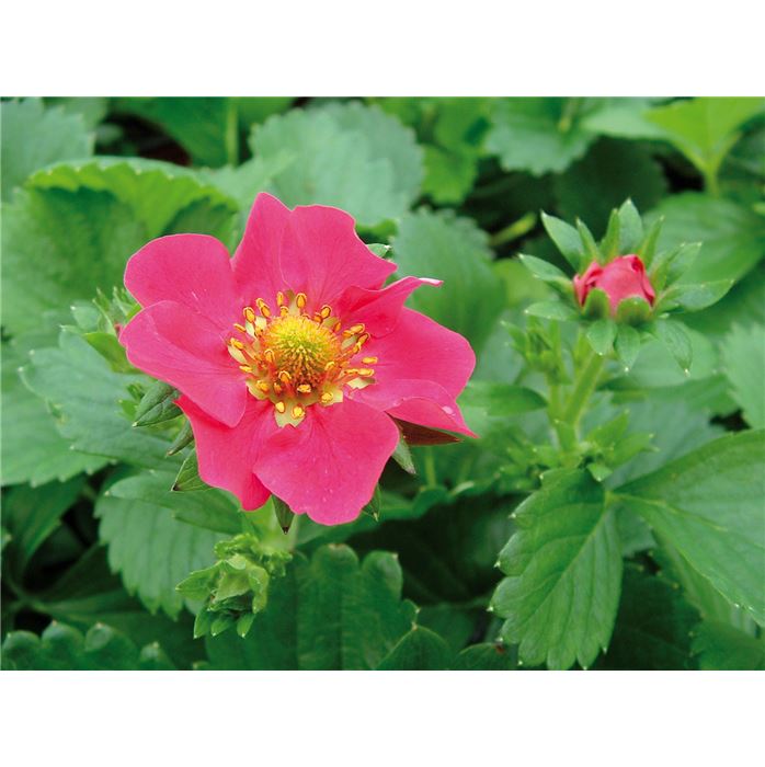 Erdbeere 'Camara' F1