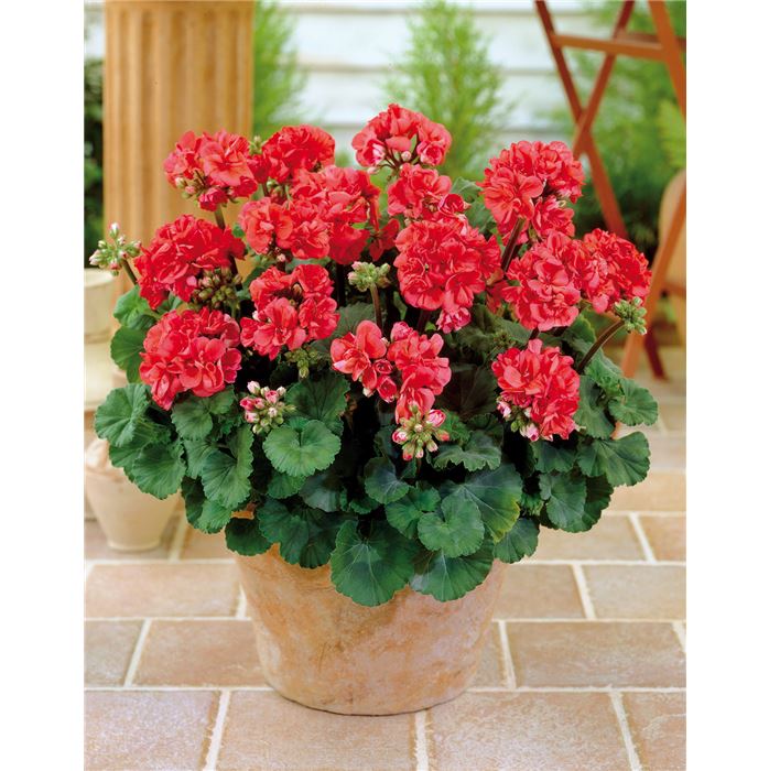 Stehende Geranie 'Grandeur® Classic Red'
