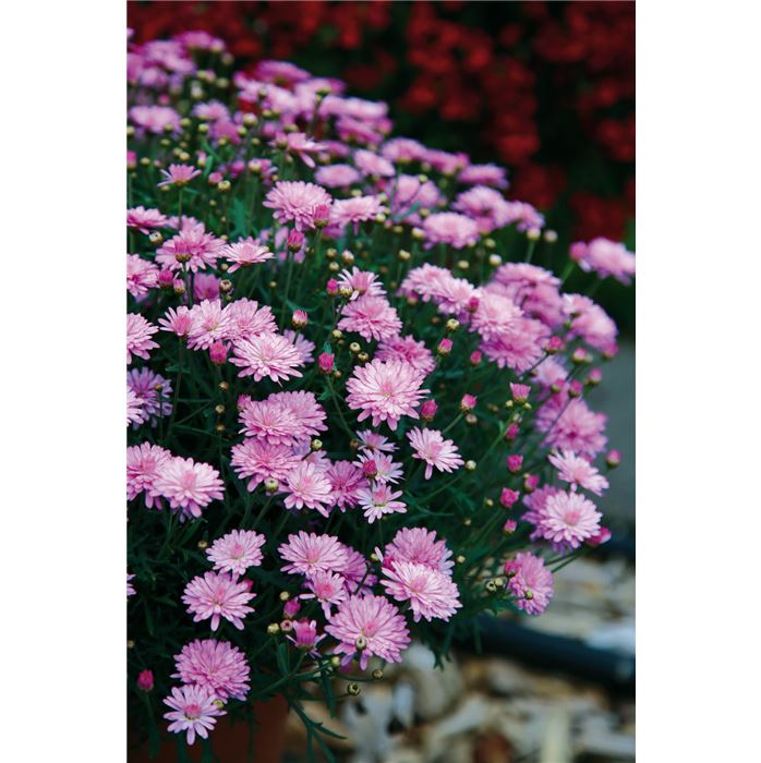 Strauchmargerite 'Aramis® Double Pink'