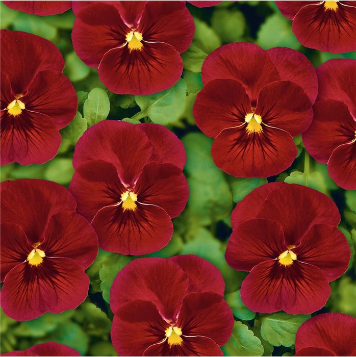 Mini-Winterveilchen Ice Babies® 'Rot-Weiße Welt'