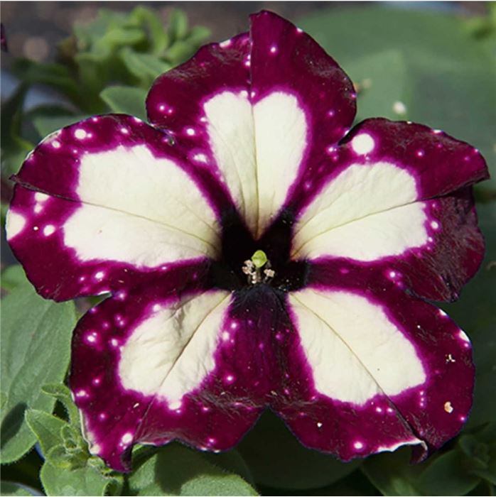 Hänge-Petunie Pegasus® 'Special Thunderstorm'