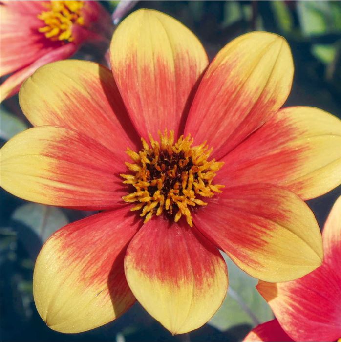 Dahlie Happy Day 'Bicolor Yellow Red'