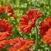 Gerbera 'Garvinea® Sweet Glow'