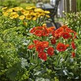 Gerbera 'Garvinea® Sweet Glow'