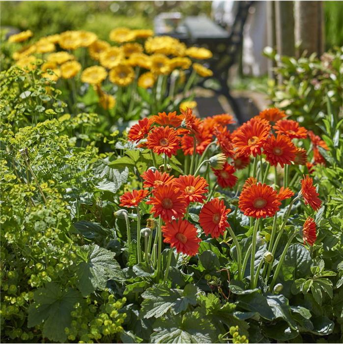 Gerbera 'Garvinea® Sweet Glow'