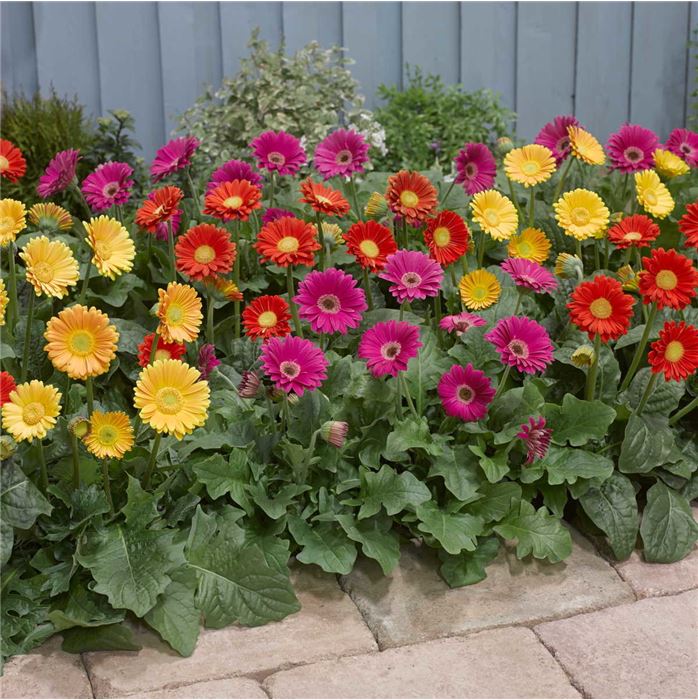 Gerbera 'Garvinea® Sweet Glow'