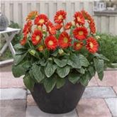 Gerbera 'Garvinea® Sweet Glow'