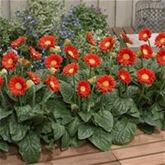 Gerbera 'Garvinea® Sweet Glow'