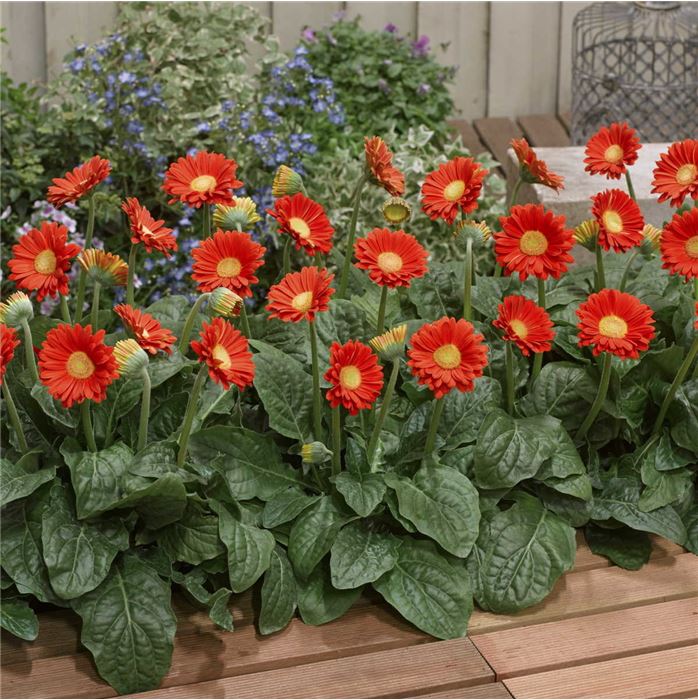 Gerbera 'Garvinea® Sweet Glow'