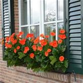 Gerbera 'Garvinea® Sweet Glow'