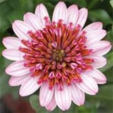 Kapkörbchen 'Erato® Double Rose'