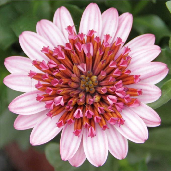 Kapkörbchen 'Erato® Double Rose'