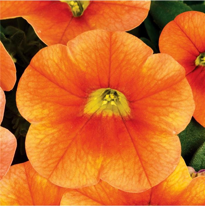 Zauberglöckchen 'Calita® Compact Orange Red Eye'