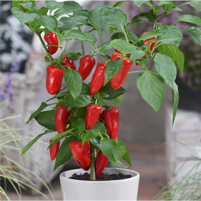 Topfpaprika 'Sweet Bells Red'