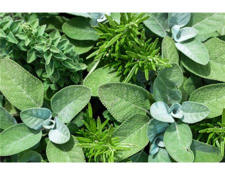 13 beruhigende Kräuter um Freitag den 13. zu überstehen