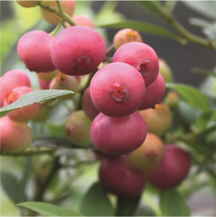 Gartenheidelbeere Colour Bells® 'Pink'