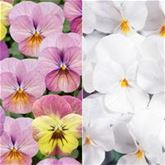 Mini-Winterveilchen 'Ice Babies® Rosa-weiße Welt'