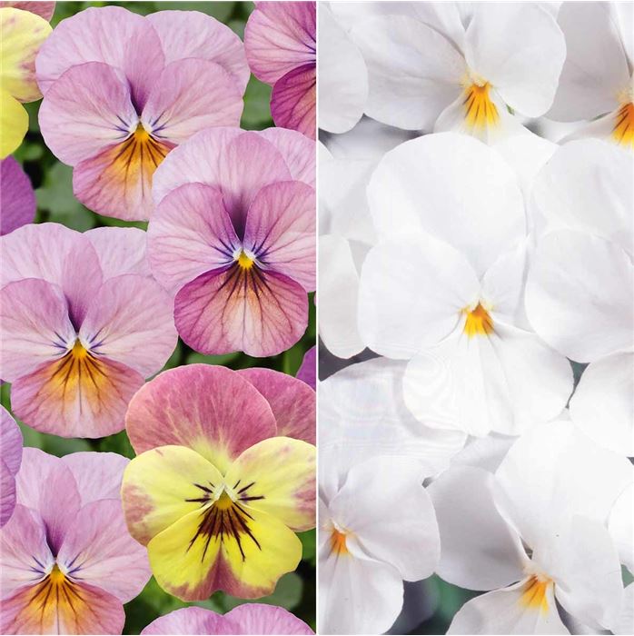 Mini-Winterveilchen 'Ice Babies® Rosa-weiße Welt'