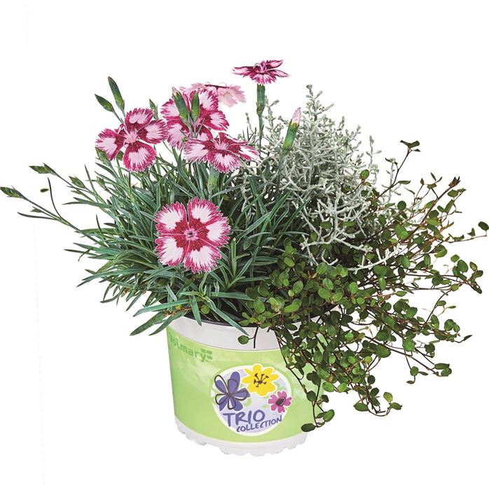 Herbst-Kollektion Trio Autumn Checkies® 'Carmine Dream'